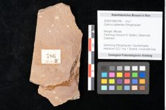 Foto (Objekt + Etikett) von Quercus palaeoilex Ettingshausen (NHMW-GEO-2024-0188-0786)